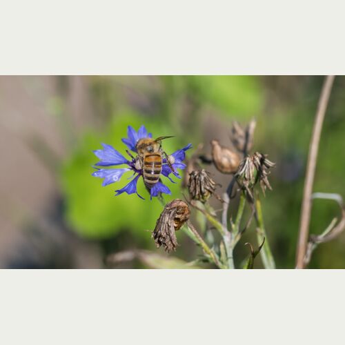 Unter dem Schwerpunktthema Artenvielfalt sind die Schulen aufgerufen ihre Ideen für mehr Biodiversität auf dem Schulgelände einzureichen